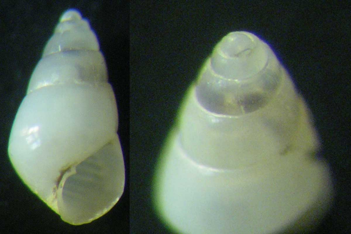 Odostomia conoidea...?